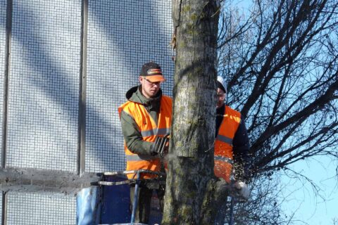 Tree Crown Reductions North London