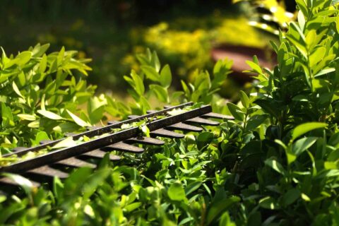 Hedge Cutting & Maintenance Services North London