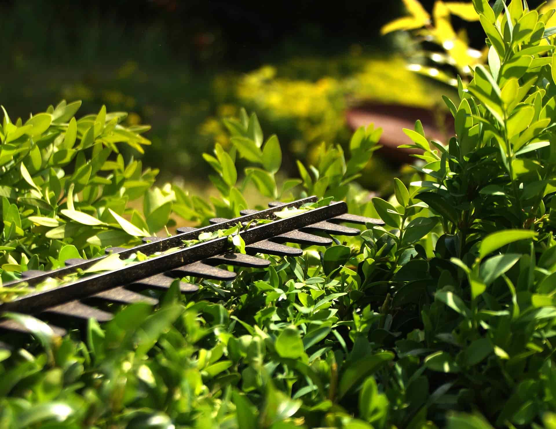 Hedge cutting company North London