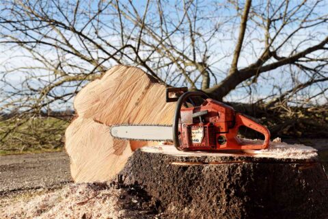 Tree Felling North London